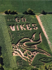 corn_maze