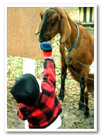 Boy with goat
